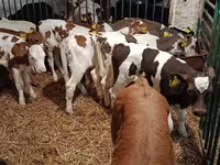 Cow, Limousin cow — photo 1