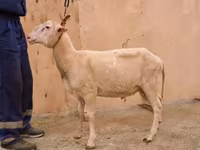 كبش, East Friesian Dairy sheep — الصورة 2