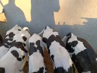 सांड, गोलस्टीन नस्ल — फ़ोटो 1