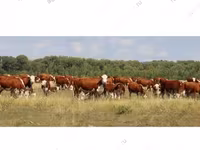 गाय, गोलस्टीन नस्ल — फ़ोटो 4