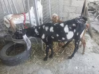Kambing jantan, Beetal goats — foto 8