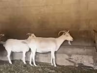 Kambing betina, Pomellata goat — foto 1