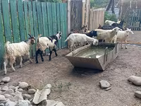 Kambing jantan, Pomellata goat — foto 7