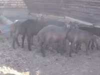 Ram, Arabi sheep — photo 3