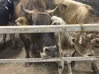 Vache, Ukrainian Brown Dairy Cattle — photo 2
