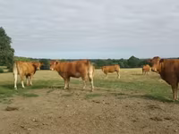 Cow, Limousin cow — photo 1