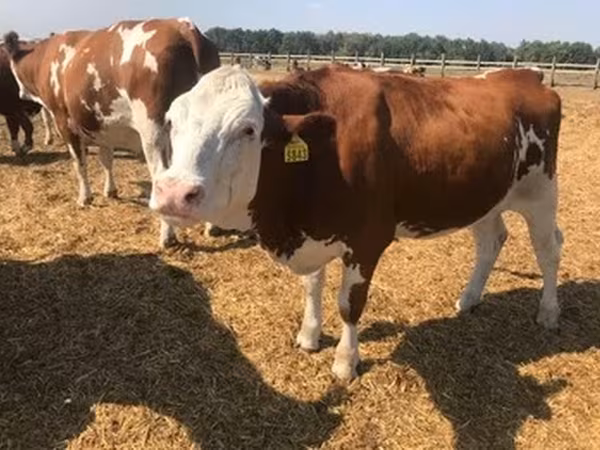 Razza Holstein
