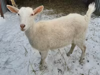 Kambing betina, Saanen goat — foto 1