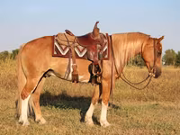 Kuda jantan, Gypsy horse — foto 4