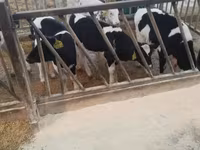 Toro, Raza Holstein — foto 5