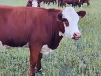 Vache, Hereford — photo 6