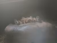 Babi jantan, Дюрок — foto 2