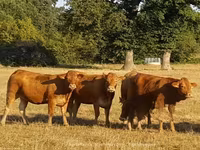 Cow, Limousin cow — photo 2