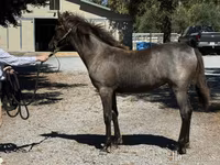 Jument, Rocky Mountain Horse — photo 2