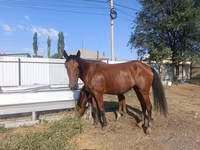 Jument, Thoroughbred horse — photo 5