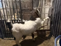 Kambing jantan, Kamori goats — foto 4
