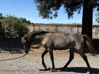 Jument, Rocky Mountain Horse — photo 7