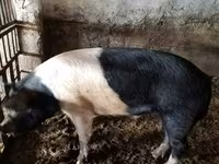 Babi jantan, Белорусская чёрно-пёстрая — foto 1