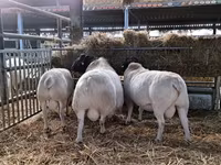 雄羊, Dorper sheep — 写真 4