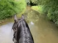 Stute, Przewalski's horse — Foto 3