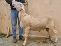 كبش, Lacaune sheep — الصورة 1