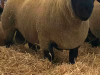 Widder, Dorper sheep — Foto 2