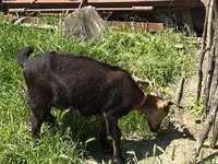 Kambing betina, Nubian Goat — foto 5