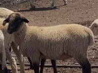 Bélier, Hampshire sheep — photo 1