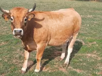 Vaca, Aubrac cattle — foto 6