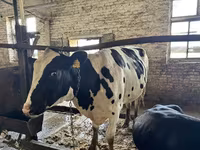 Sapi, Holstein breed — foto 5