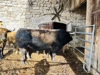 Sapi, Aubrac cattle — foto 1