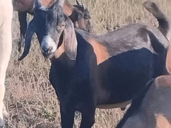 雄ヤギ, Nubian Goat