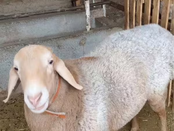 Ram, Sheep