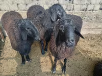 Ram, Rhon sheep — photo 3