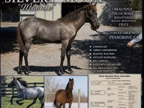 Stute, Rocky Mountain Horse