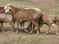 Ram, Hissar sheep — photo 6