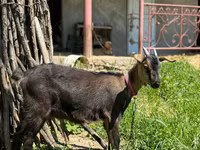 Kambing betina, Nubian Goat — foto 1
