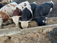 Vache, Bovins — photo 2