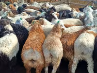 Carnero, Kuibyshev sheep — foto 5