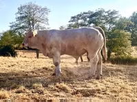 Banteng, Charolais cattle — foto 1