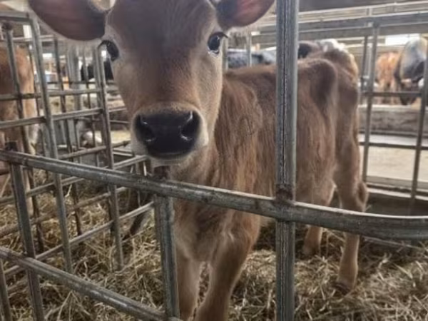 Sapi, Jersey breed