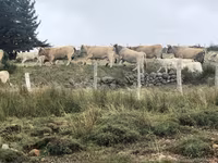 Sapi, Aubrac cattle — foto 5
