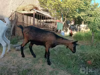 Kambing betina, Saanen goat — foto 4