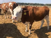 Sapi, Ayrshire — foto 2