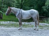 Jument, Quarter Horse — photo 1