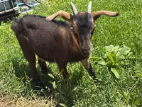 Kambing betina, Nubian Goat — foto 2