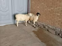 Kambing jantan, Goats — foto 3