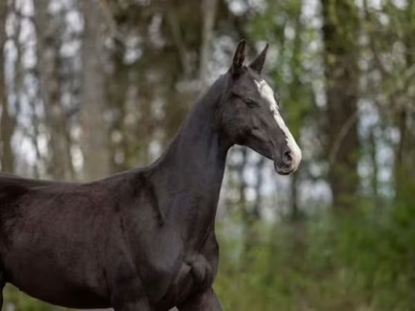 घोड़ा, Akhal-Teke