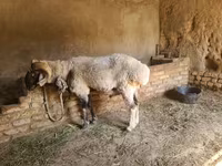 Ram, Rhon sheep — photo 5