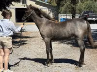 Jument, Rocky Mountain Horse — photo 3